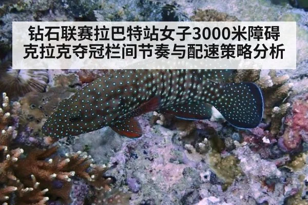 钻石联赛拉巴特站女子3000米障碍克拉克夺冠栏间节奏与配速策略分析